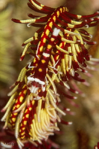 Crinoid shrimp in Ticao. by Mehmet Salih Bilal 